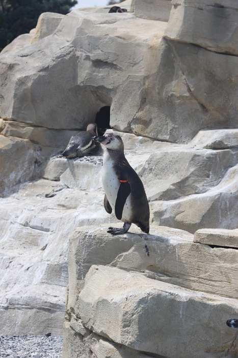 Marineland - Pingouins - 004